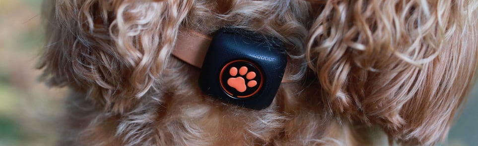 Close up of a PitPat Activity Monitor on a dog's collar