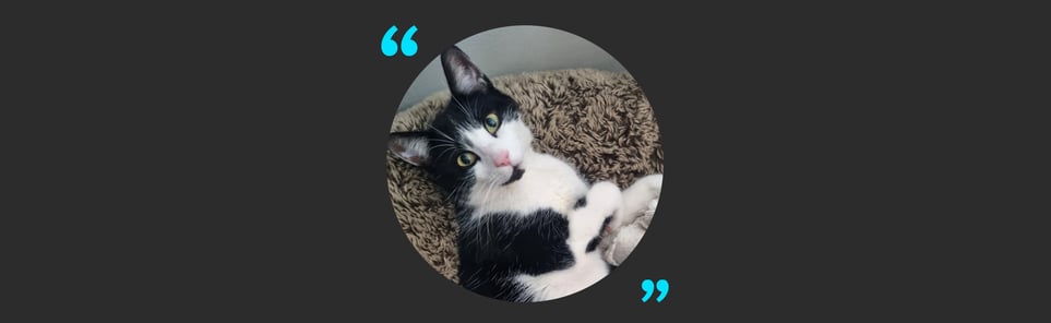 Tommy a black and white cat with gorgeous green eyes. 