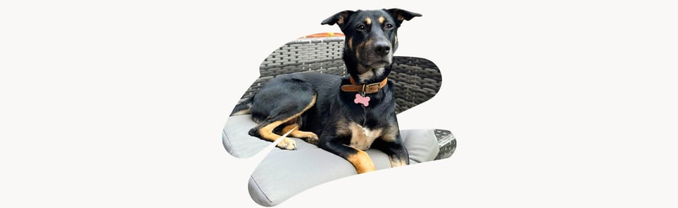 Mabel, a black and brown dog