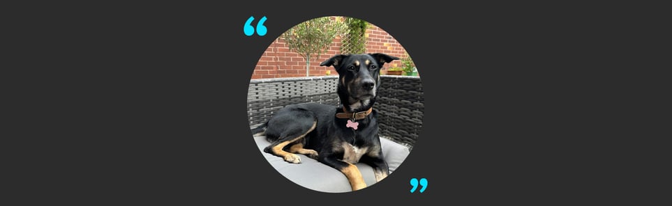 Mabel, a black and brown dog