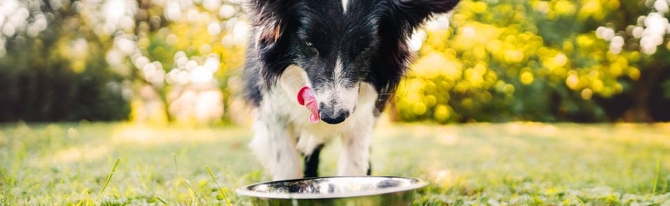 Kibble being scooped from a huge bag of kibble.