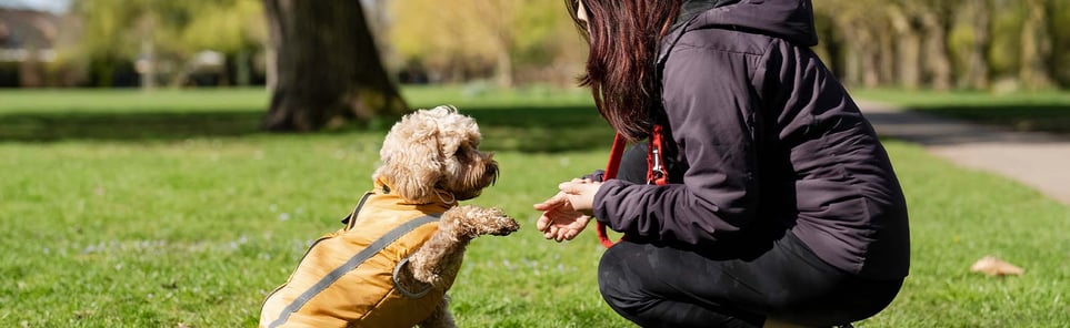 A young cockapoo holding it's paw up to it's owner
