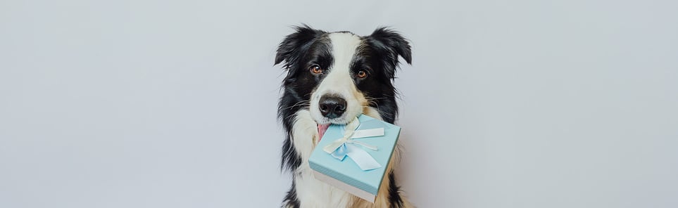 A dog holding a present in its mouth