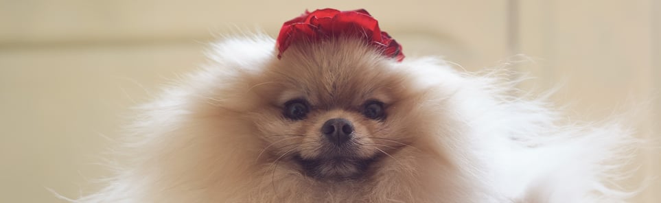 A pom with a close up to the camera and a red flower on its head