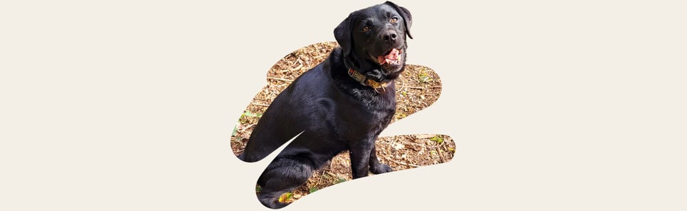 Ludo, a chubby black lab with a nice smile.