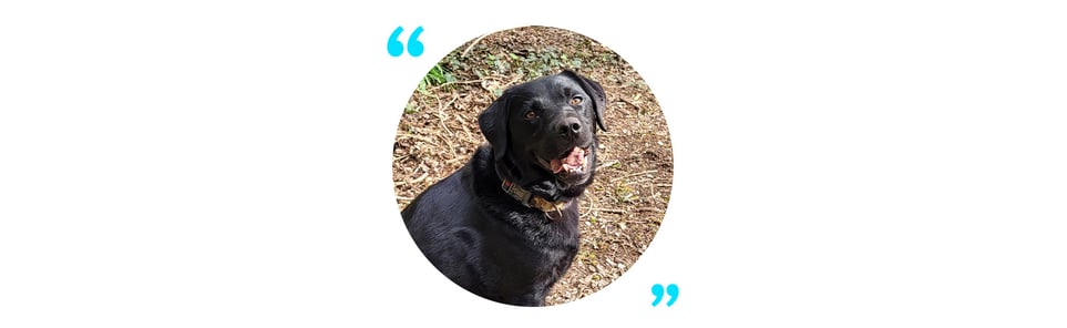 Ludo, a chubby black lab with a nice smile.
