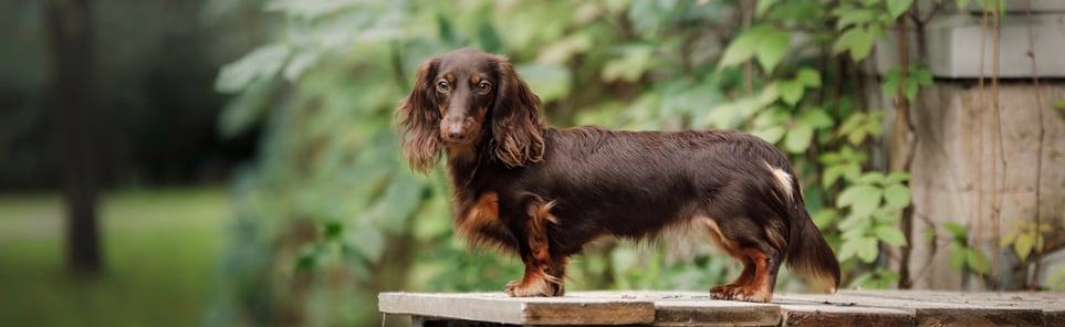Brown Dachshund standing on a picnic table outside