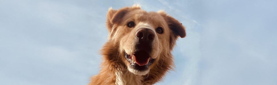 A dog looking down at the camera