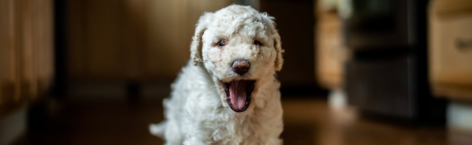 Little white labradoodle yawning