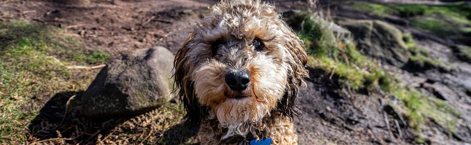 A shaggy cockapoo sitting on top of some mossy rocks