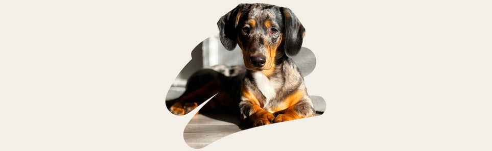 Ernie a black and brown velvety soft Dachshund puppy 