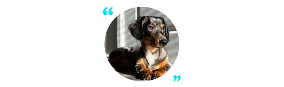 Ernie a black and brown velvety soft Dachshund puppy 