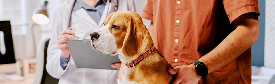 A yellow labrador at the vets getting a medical examination
