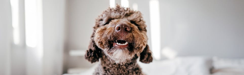 A small dog showing its teeth happily.