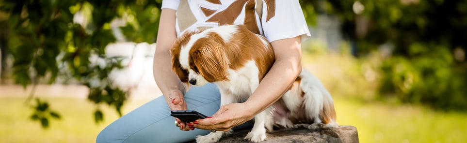 A cavalier spaniel sitting on a tree trunk in the arms of their owner, looking at a phone screen