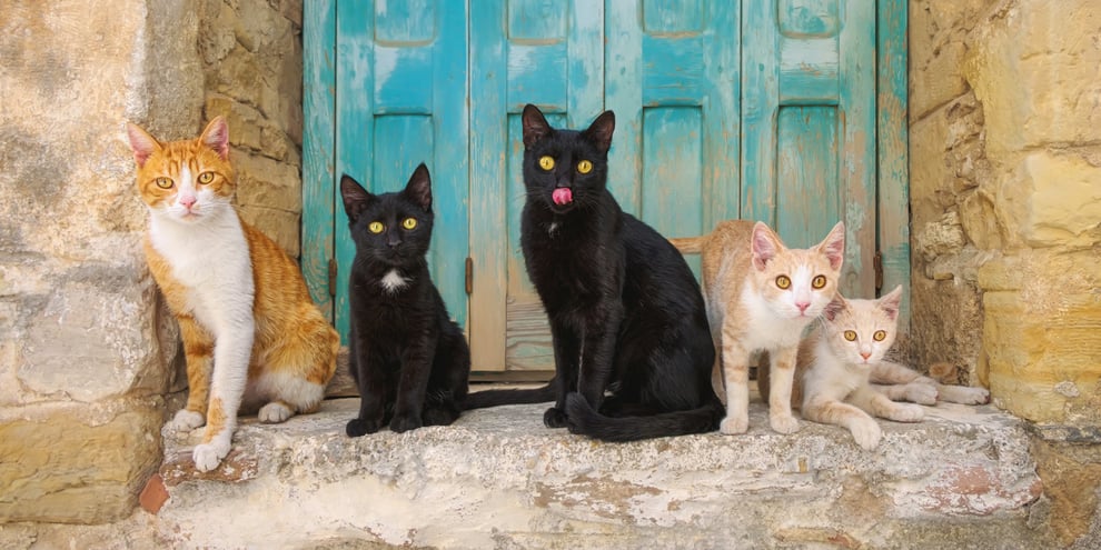 Five cat sitting outside a Grecian house.